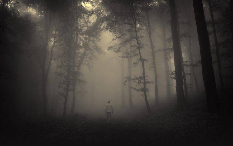 forest, Spooky, Mist HD Wallpaper Desktop Background