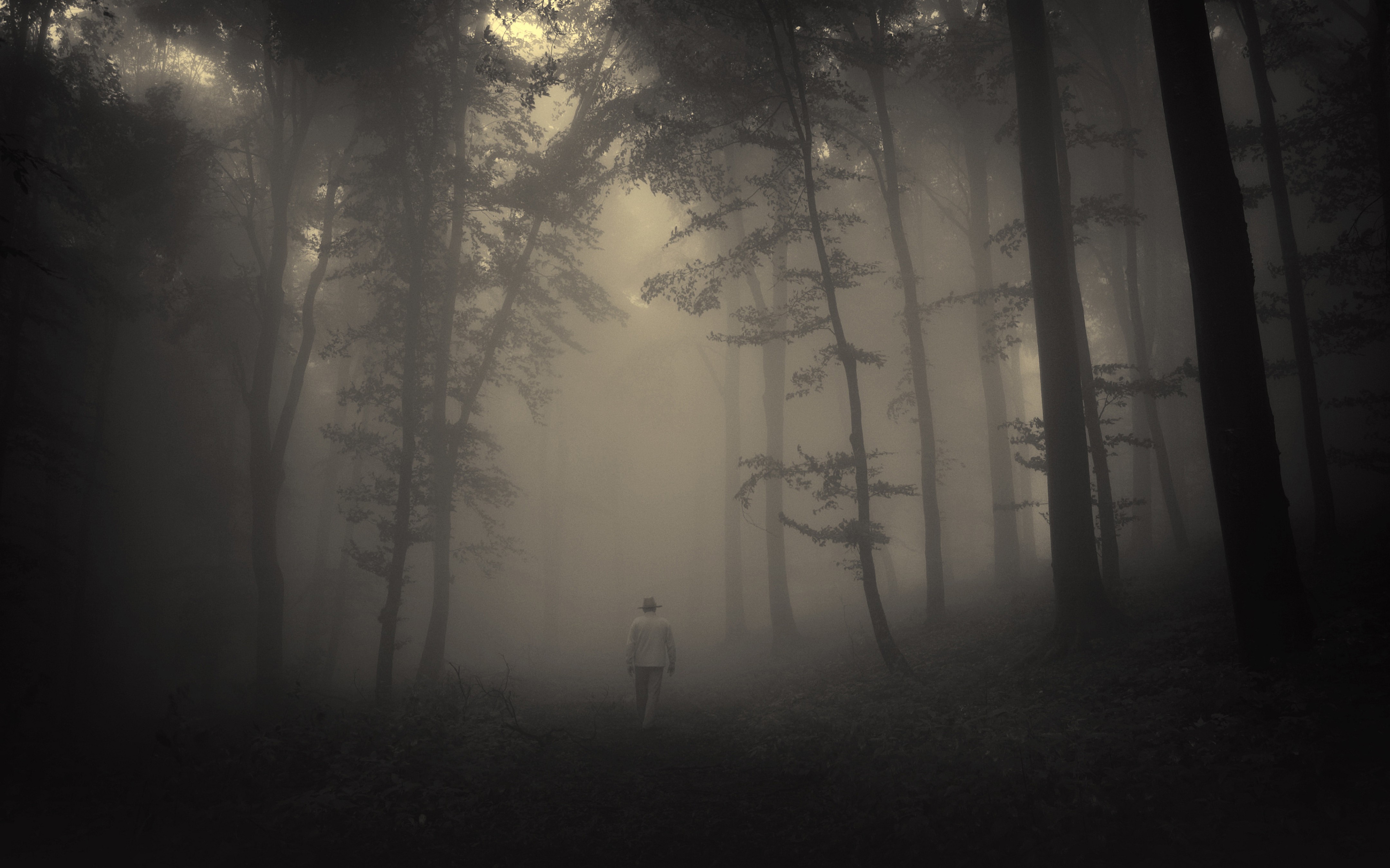 forest, Spooky, Mist Wallpaper