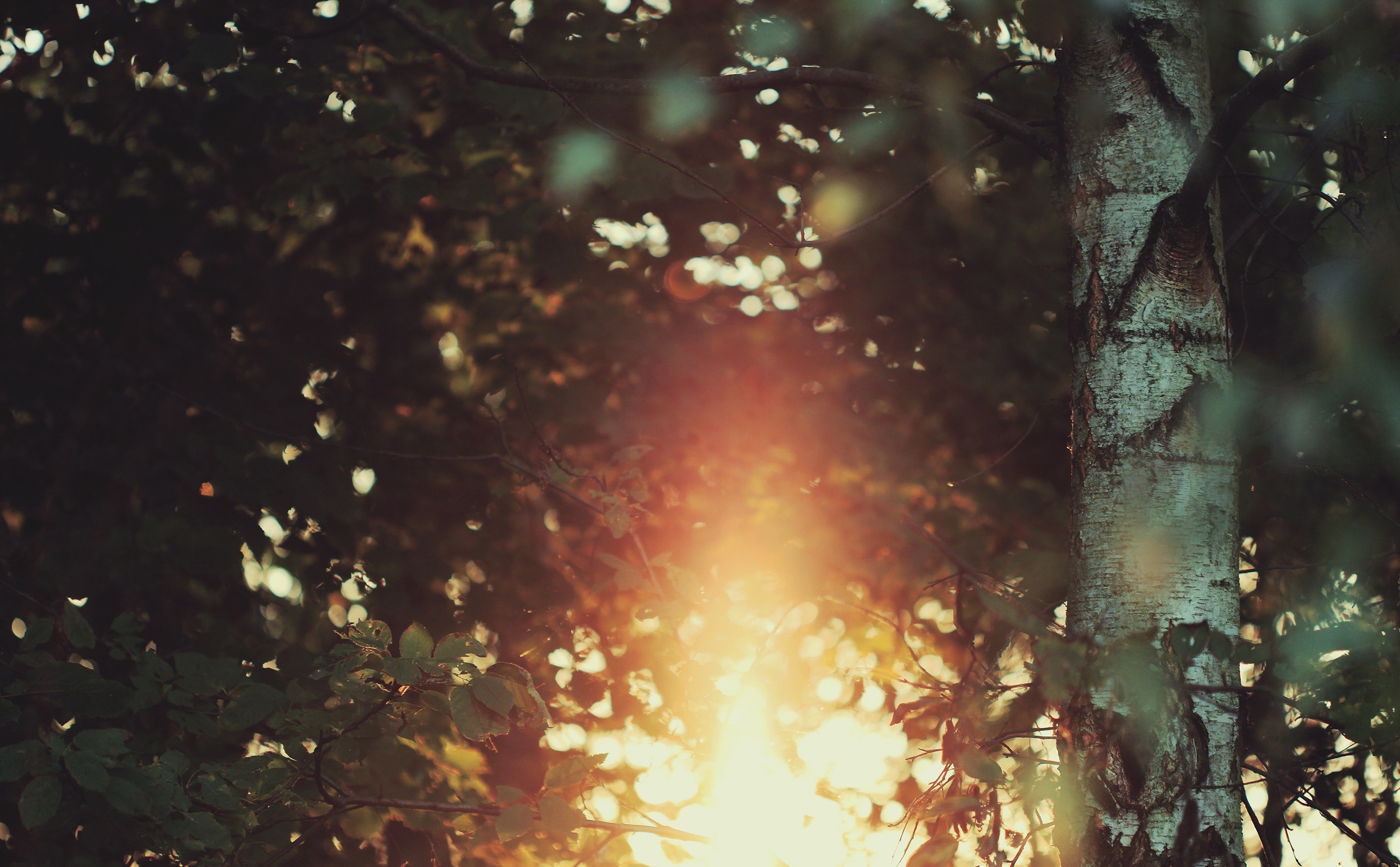 photography, Trees, Leaves, Branch, Plants, Depth of field, Sun Wallpaper