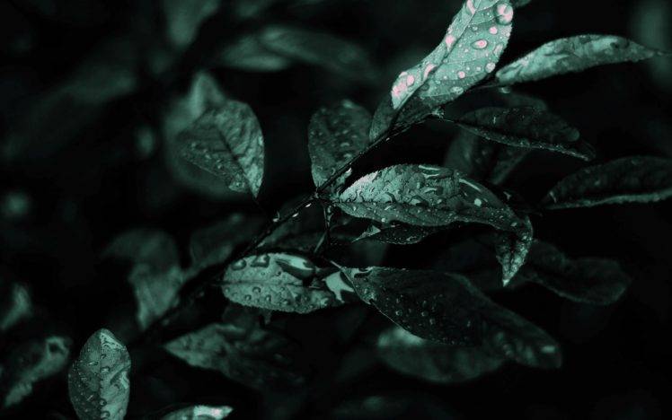photography, Macro, Leaves, Plants, Water drops HD Wallpaper Desktop Background