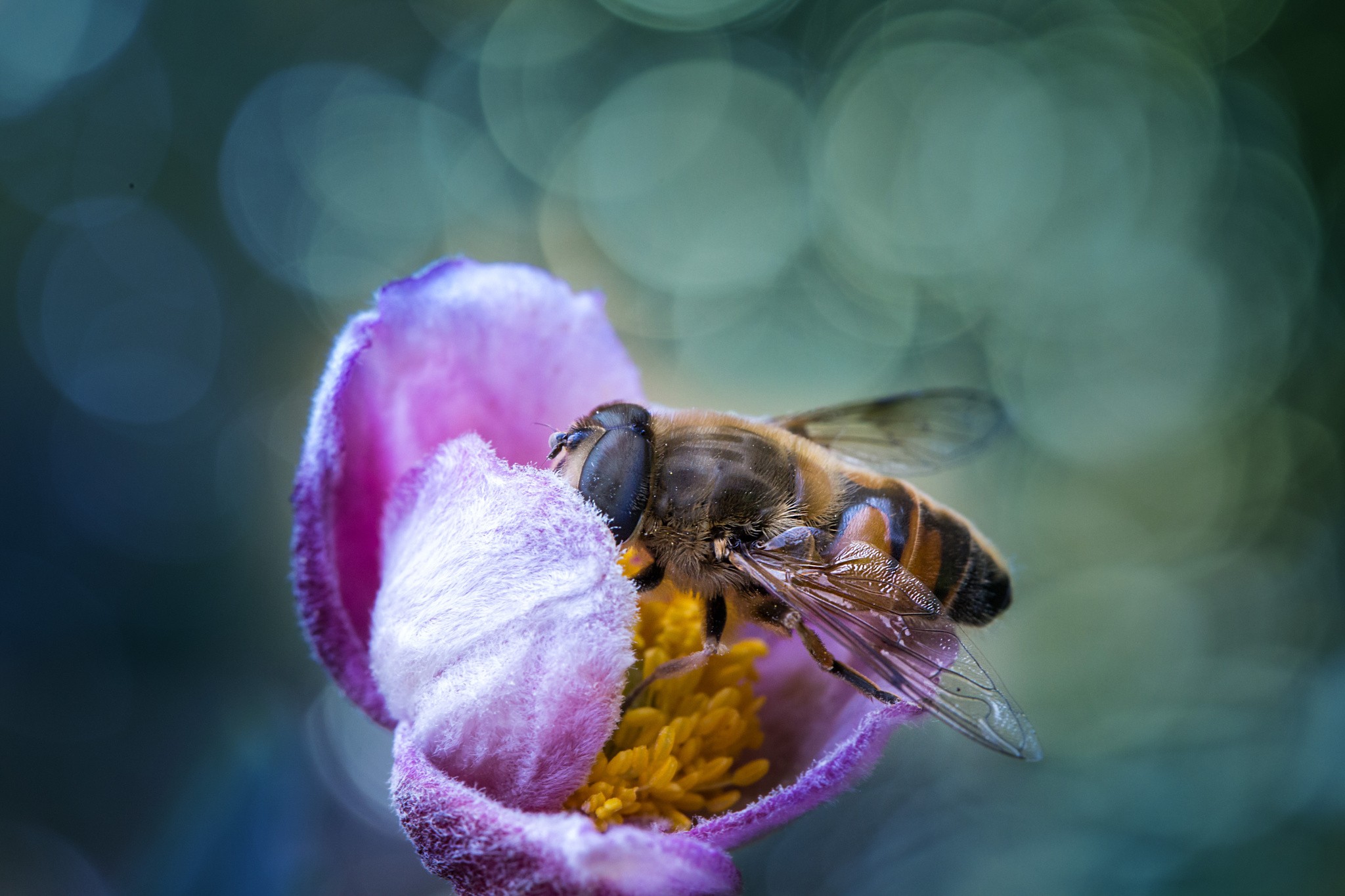 bees, Macro, Flowers Wallpaper