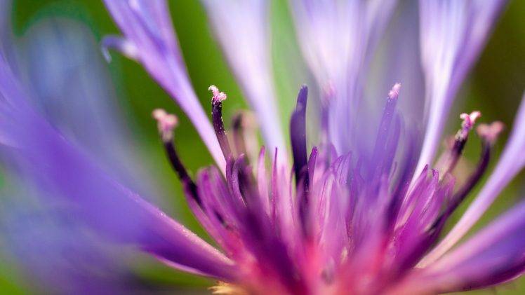 purple, Flowers, Macro, Plants HD Wallpaper Desktop Background