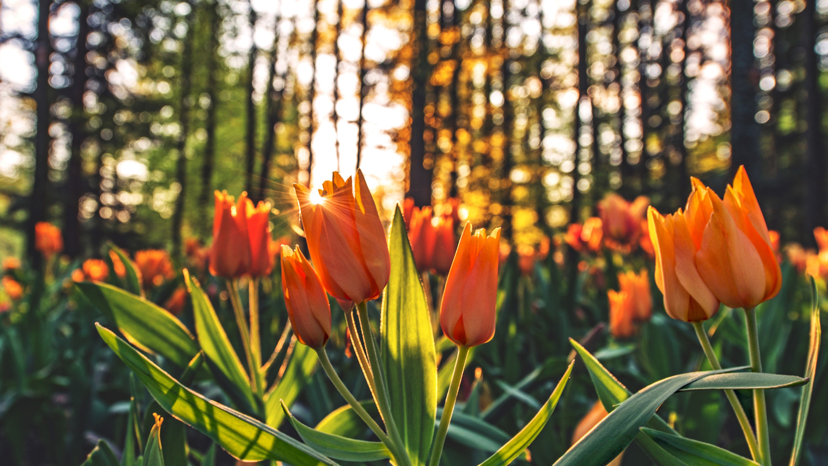 tulips, Forest Wallpaper