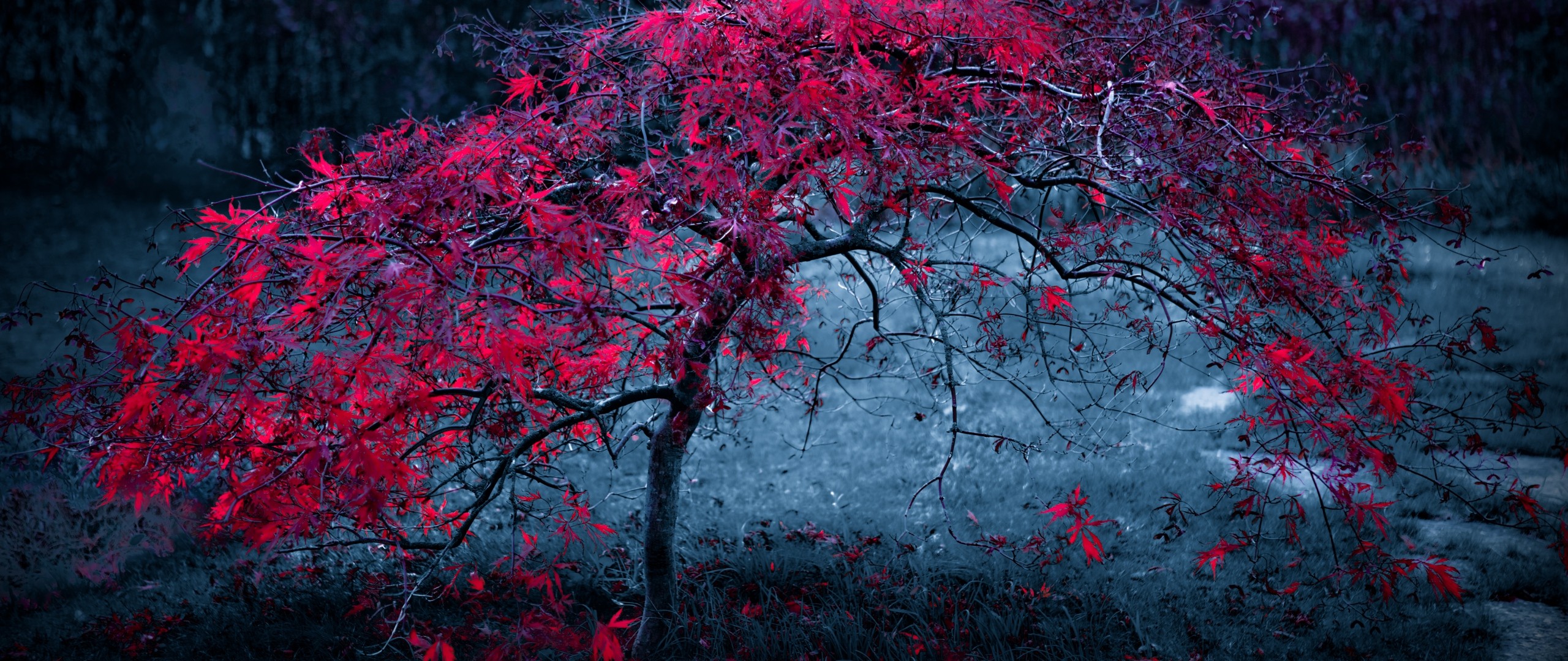 red, Trees, Grass, Filter Wallpaper