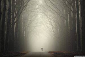 mist, Bicycle, Trees, Forest