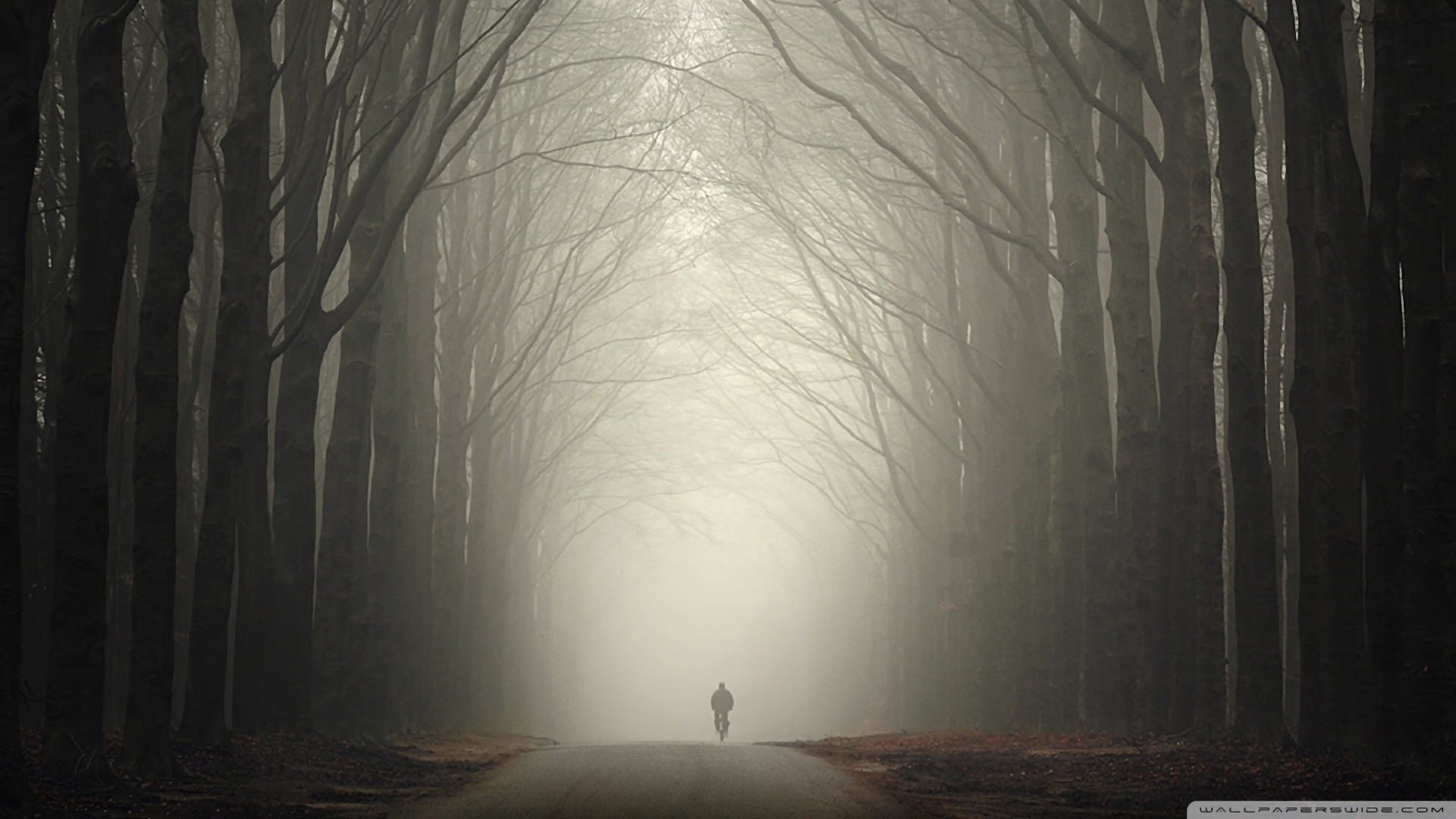 mist, Bicycle, Trees, Forest Wallpaper