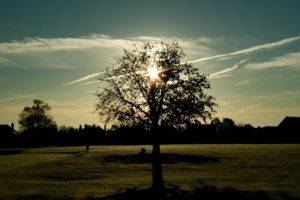 photography, Trees, Sunlight, Grass
