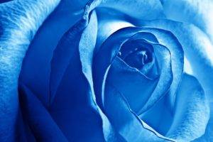 photography, Macro, Flowers, Blue, Rose