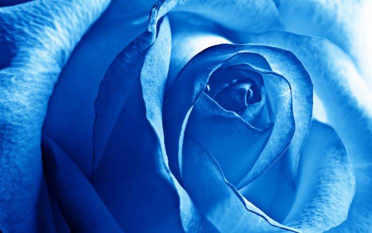 photography, Macro, Flowers, Blue, Rose HD Wallpaper Desktop Background