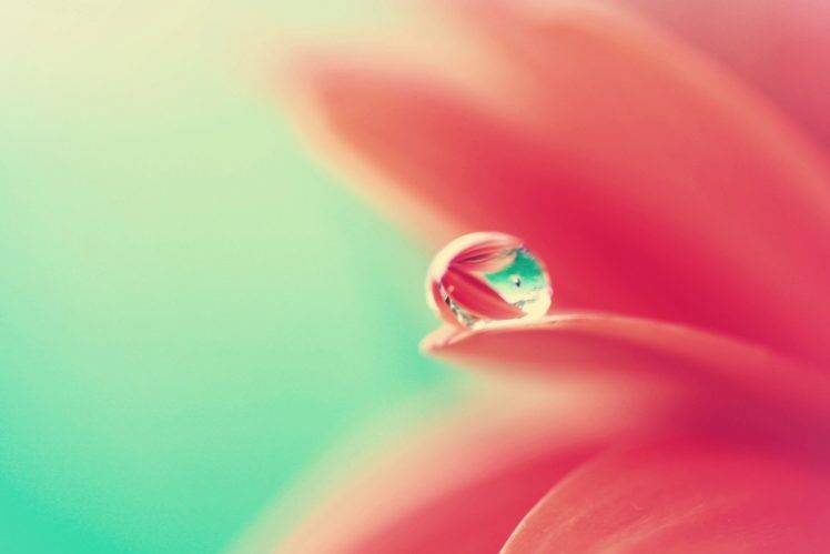 water drops, Flowers, Macro HD Wallpaper Desktop Background