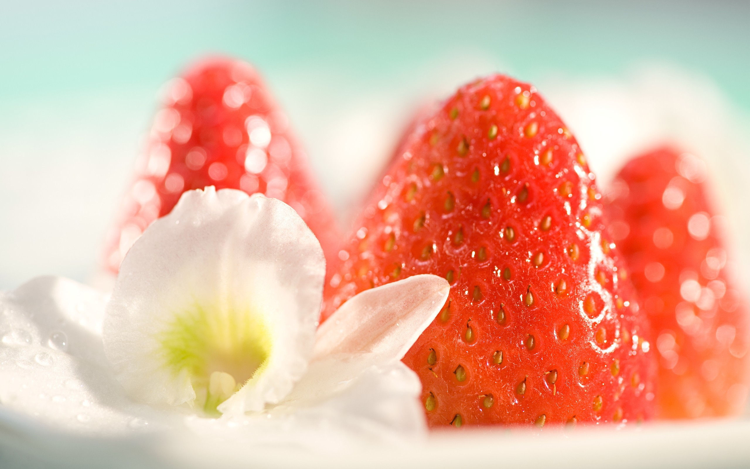 photography, Macro, Fruit, Food, Flowers, Strawberries Wallpaper
