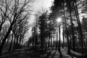 monochrome, Wood, Forest, Park, Serbia