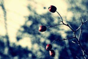 photography, Depth of field, Plants, Branch, Fruit