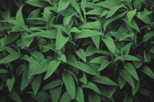 photography, Green, Leaves, Plants