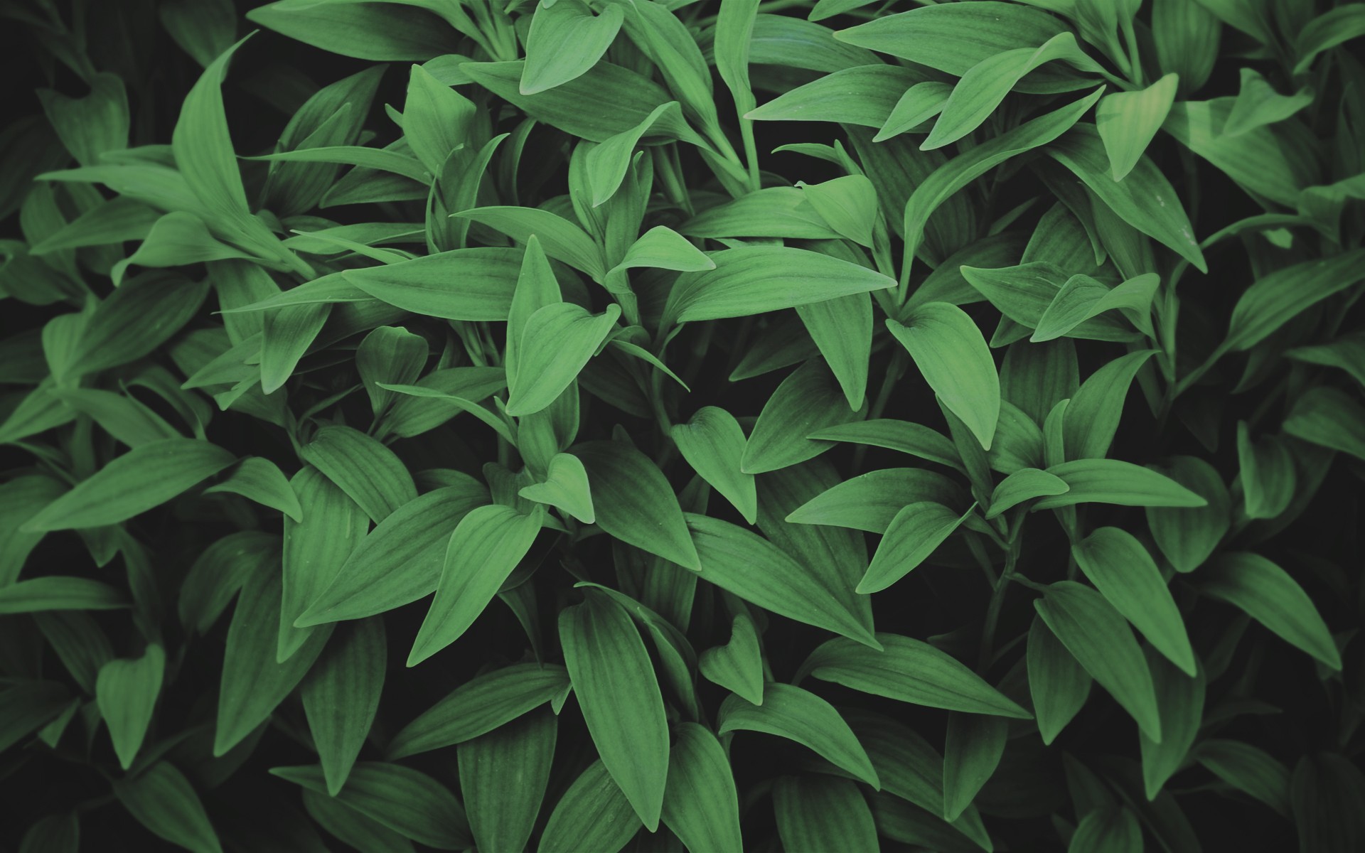 photography, Green, Leaves, Plants Wallpaper