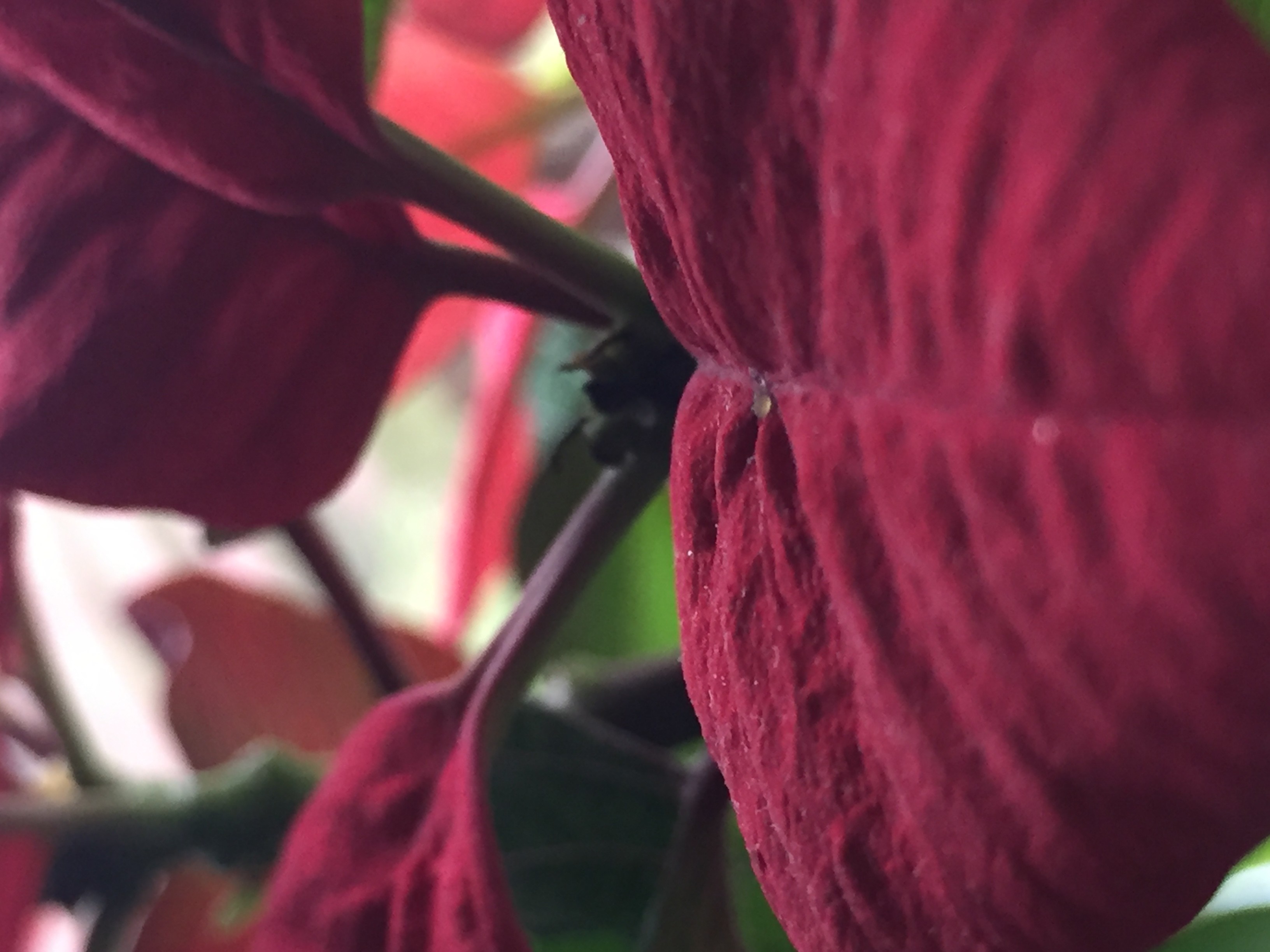 flowers, Red Wallpaper