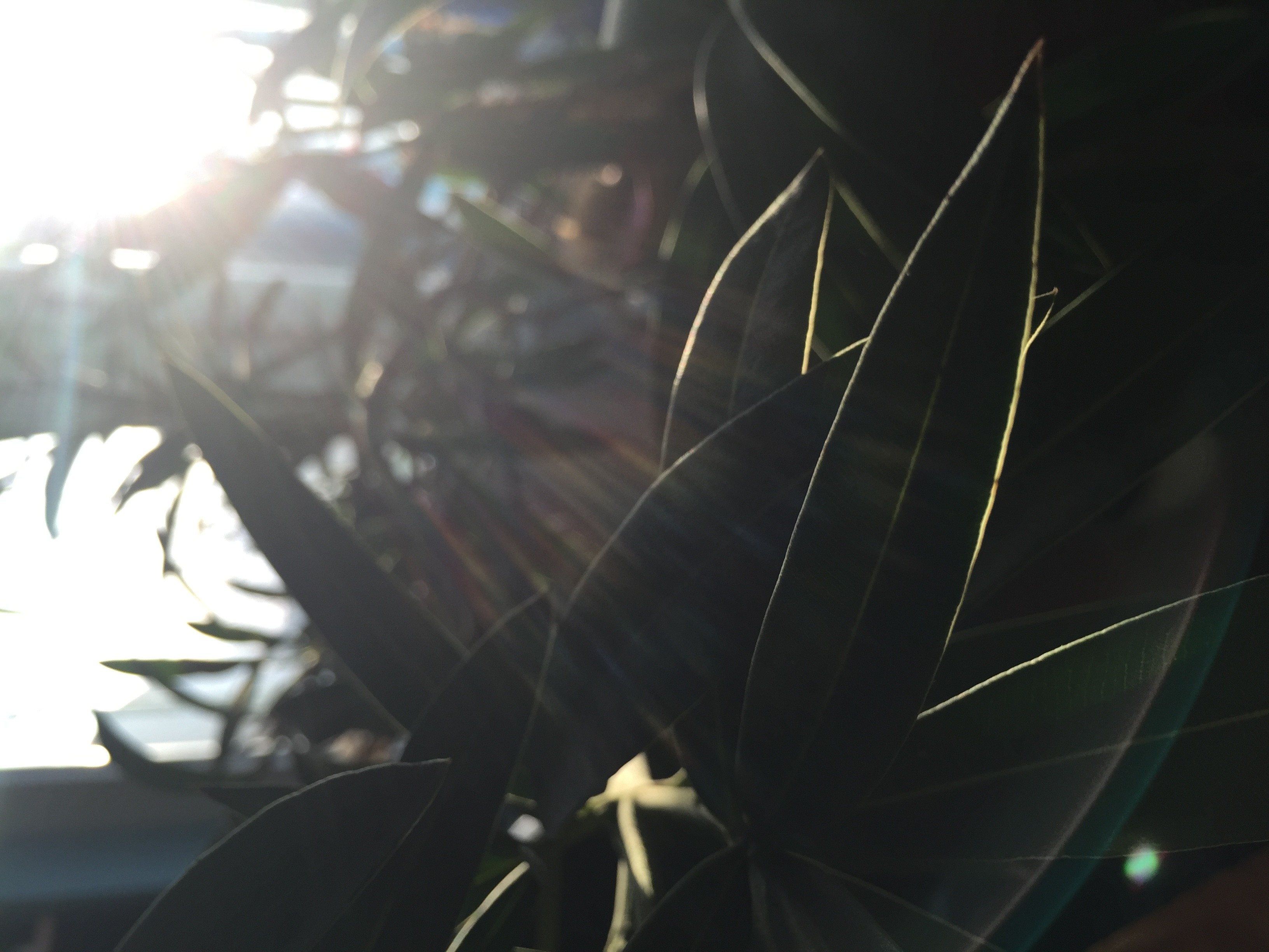 sunlight, Plants Wallpaper