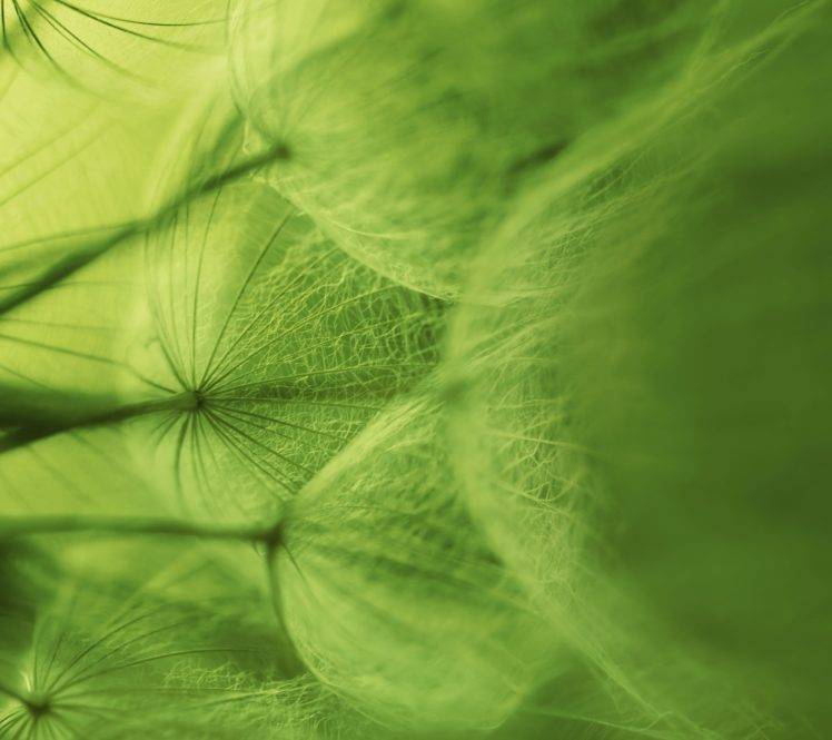 plants HD Wallpaper Desktop Background