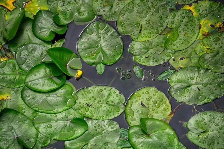 water, Plants, Macro HD Wallpaper Desktop Background