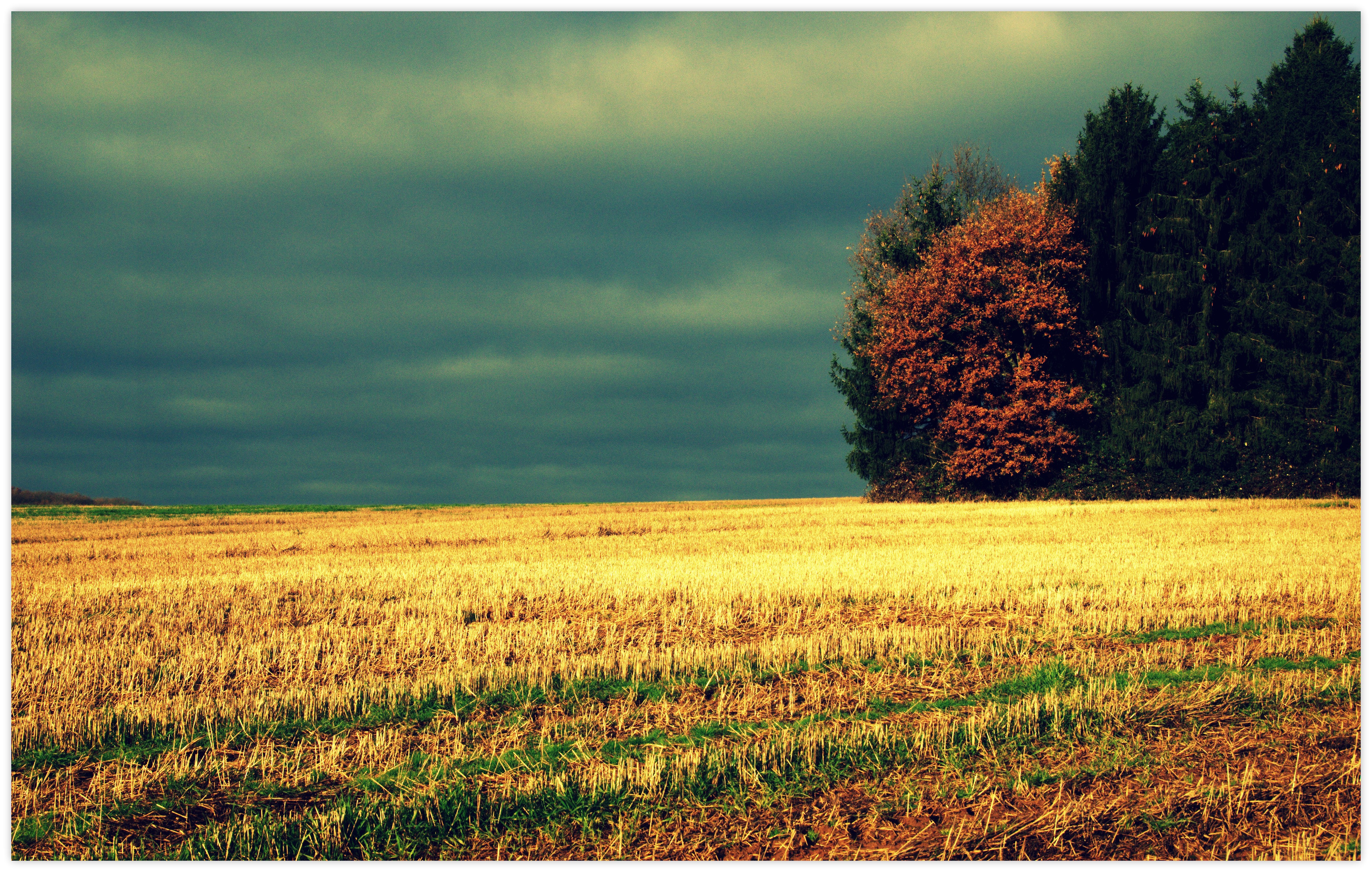 photo manipulation, Field, Dry grass, Trees, Clouds Wallpaper