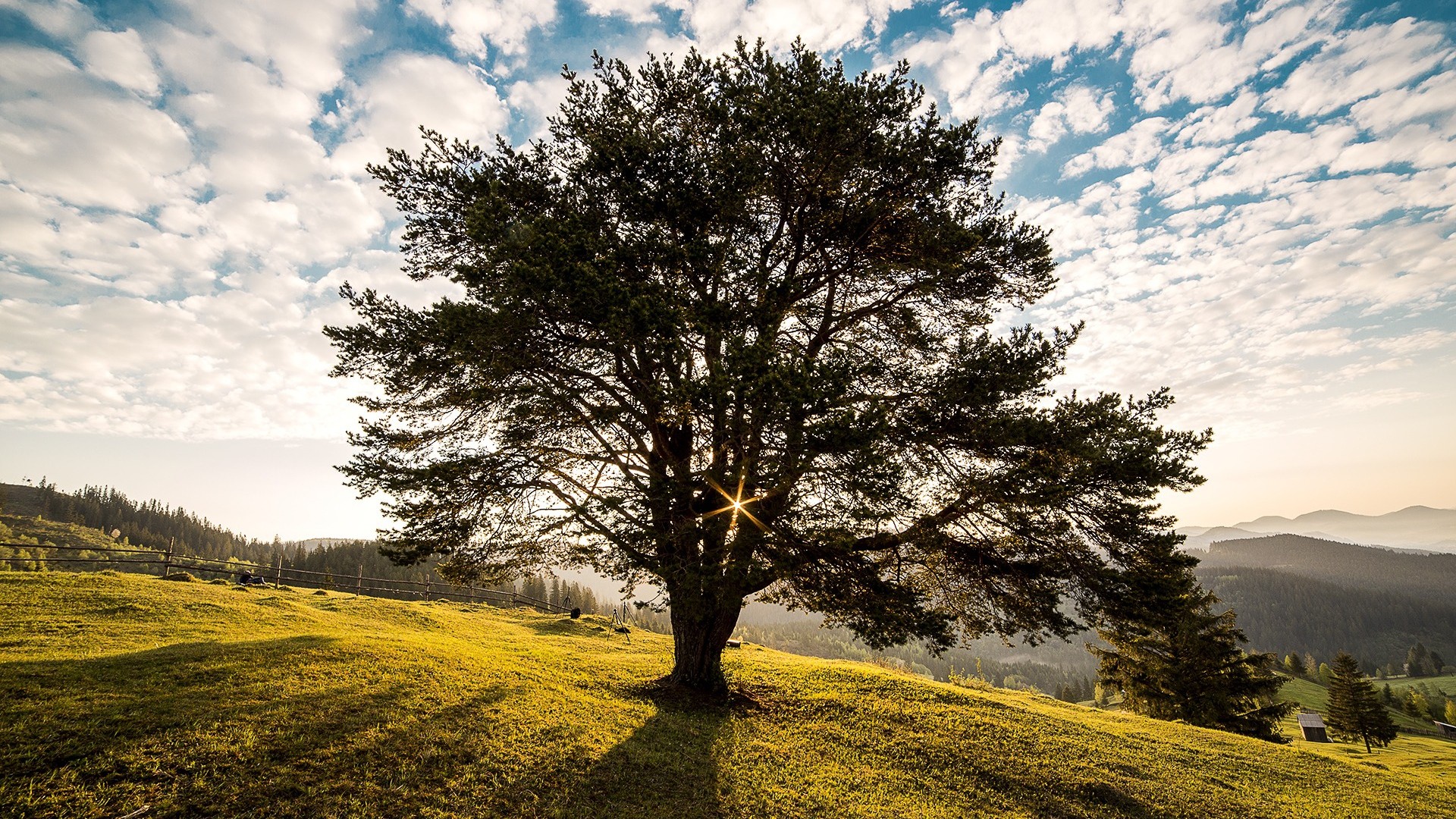 trees, Nature Wallpaper