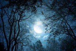 fantasy art, Trees, Forest, Moon, Night, Clouds, Dark, Moonlight