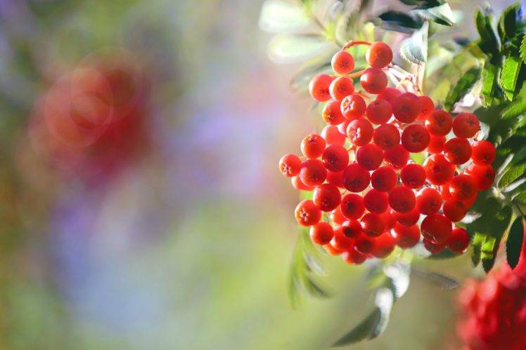 plants, Fruit, Macro HD Wallpaper Desktop Background