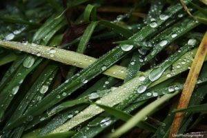 rain, Grass, Nature