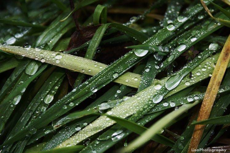 rain, Grass, Nature HD Wallpaper Desktop Background