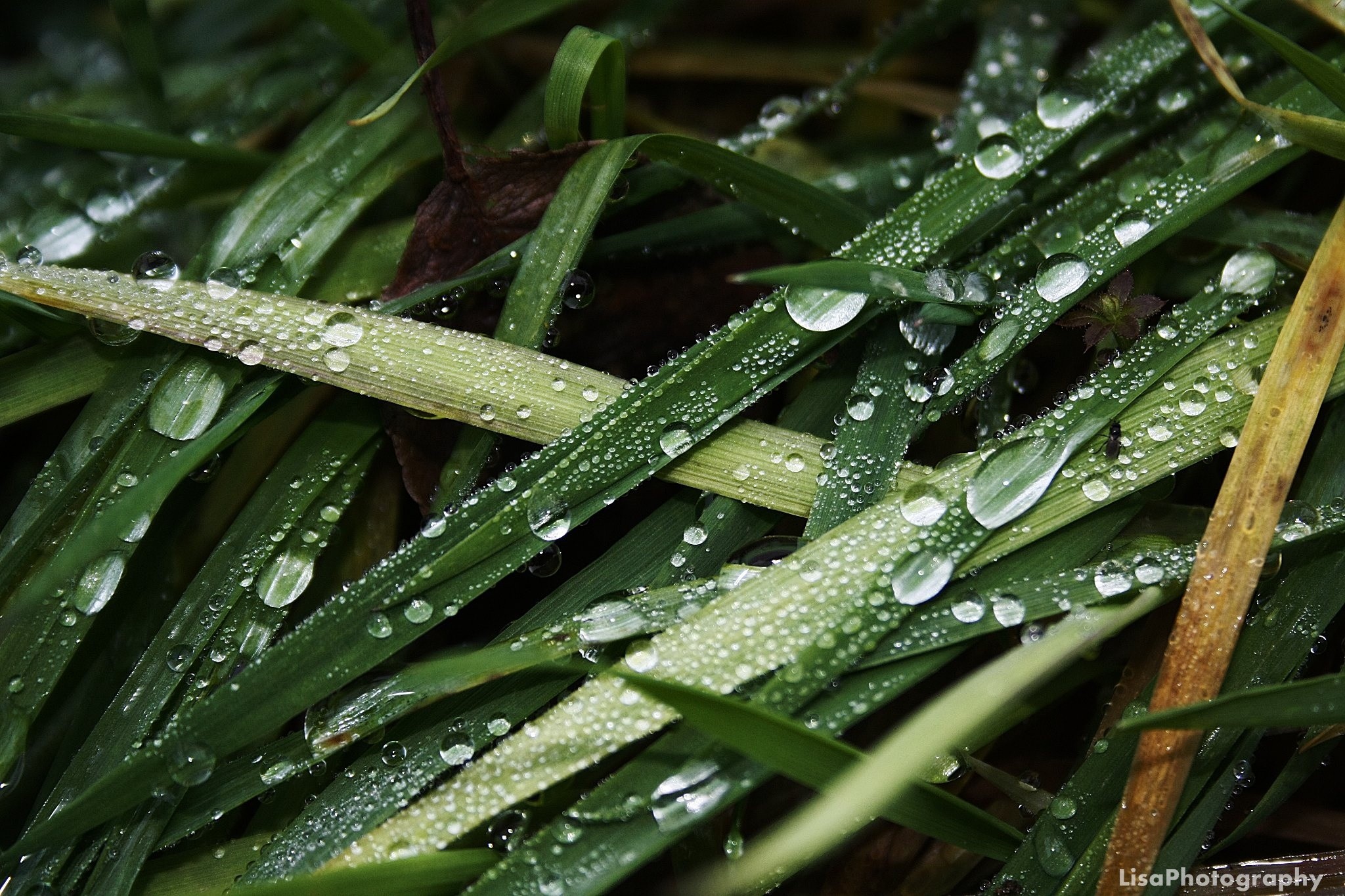 rain, Grass, Nature Wallpaper