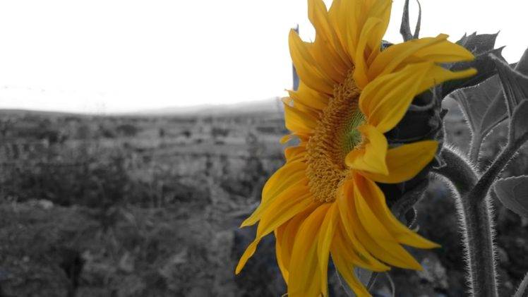 sunflowers, Yellow, Sun, Flowers, Sony, Black HD Wallpaper Desktop Background