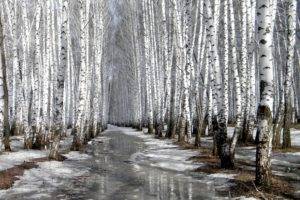 trees, Winter, Snow, Nature