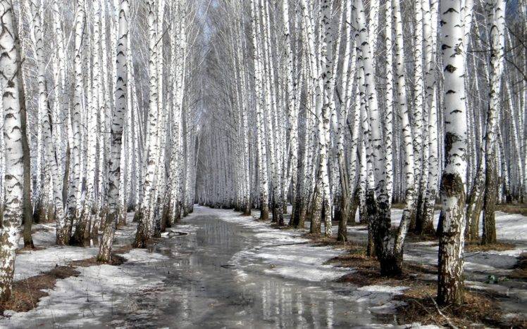 trees, Winter, Snow, Nature HD Wallpaper Desktop Background