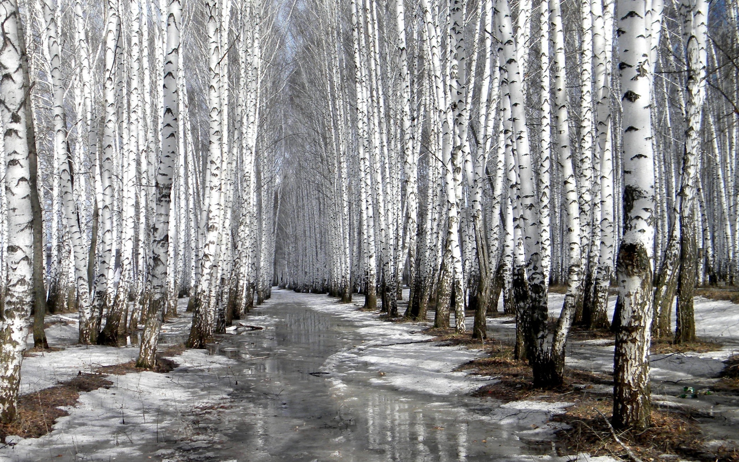 trees, Winter, Snow, Nature Wallpaper