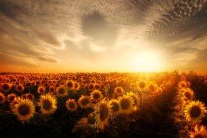 sunflowers, Sunset, Garden