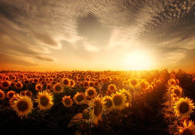 sunflowers, Sunset, Garden HD Wallpaper Desktop Background
