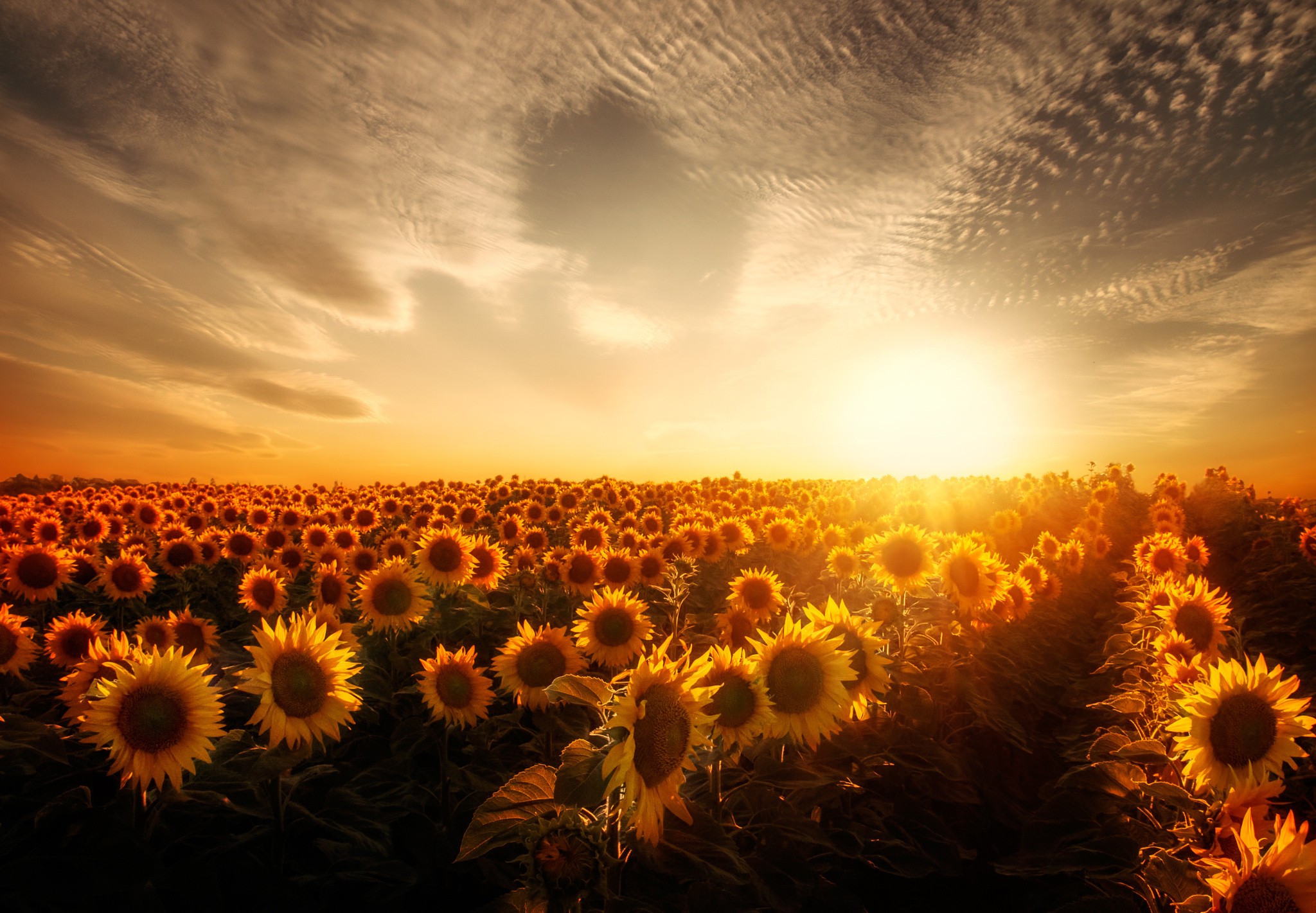 sunflowers, Sunset, Garden Wallpaper