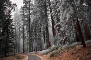 road, Winter, Trees, Forest, Snow