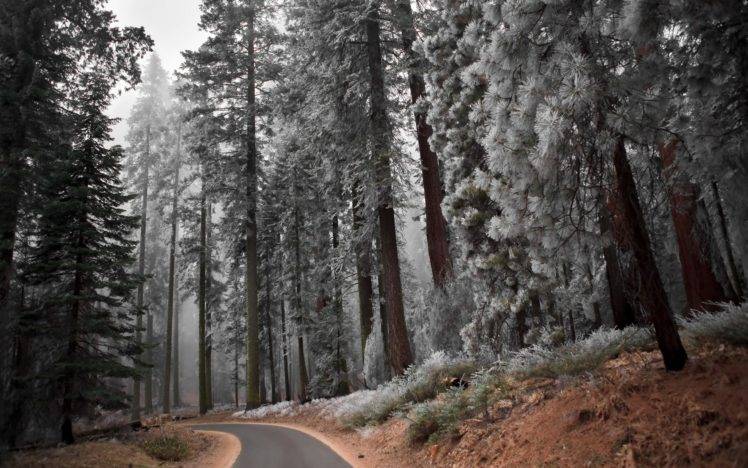 road, Winter, Trees, Forest, Snow HD Wallpaper Desktop Background