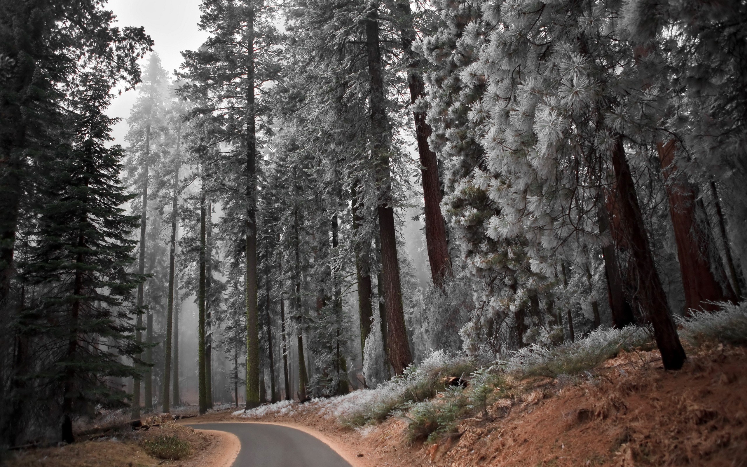 road, Winter, Trees, Forest, Snow Wallpaper