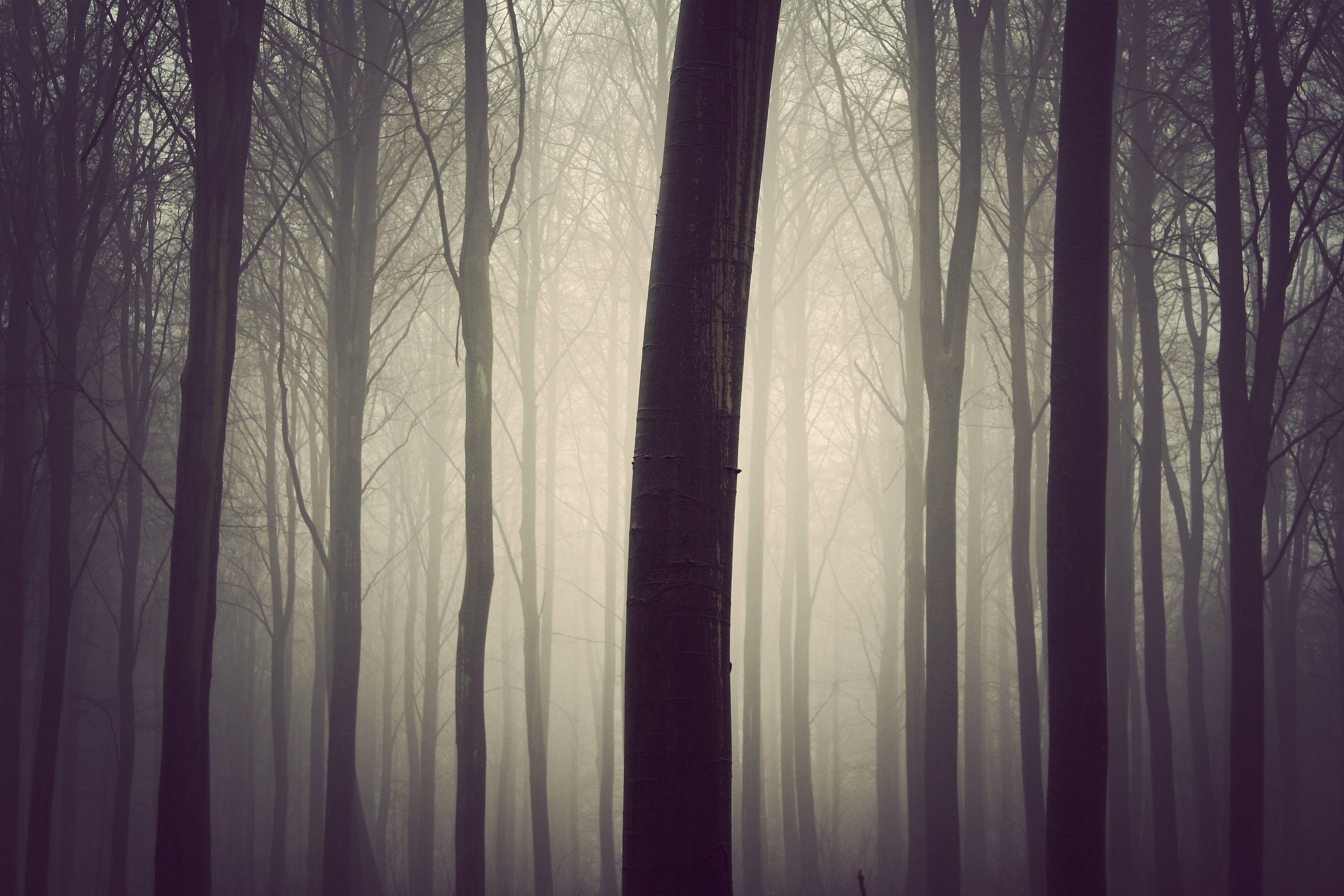 plants, Forest, Trees Wallpaper