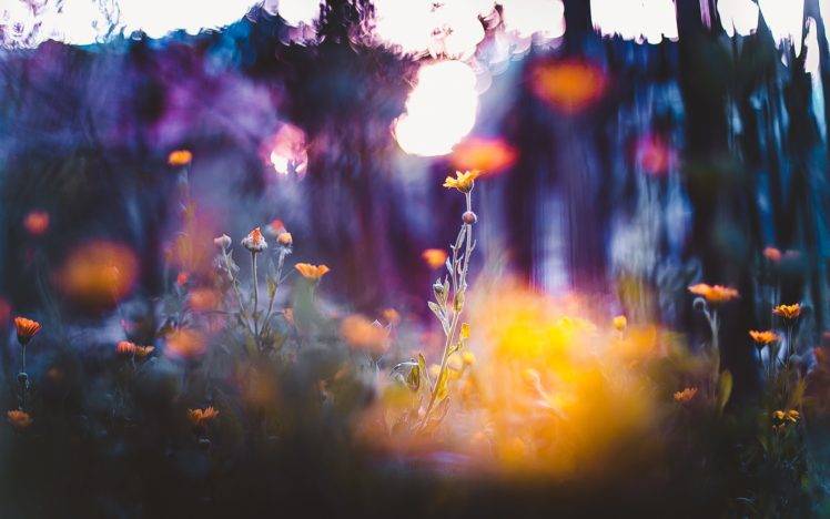 flowers, Macro, Depth of field, Bokeh, Nature HD Wallpaper Desktop Background