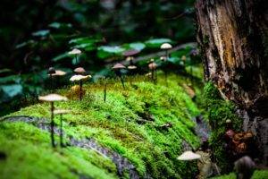 macro, Mushroom, Moss, Nature