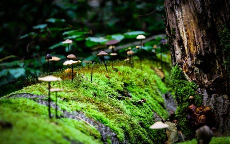 macro, Mushroom, Moss, Nature HD Wallpaper Desktop Background