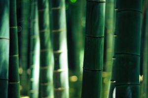 bamboo, Sunlight, Bokeh, Depth of field, Nature