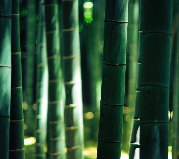 bamboo, Sunlight, Bokeh, Depth of field, Nature HD Wallpaper Desktop Background