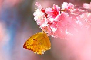 lepidoptera, Flowers, Macro, Pink