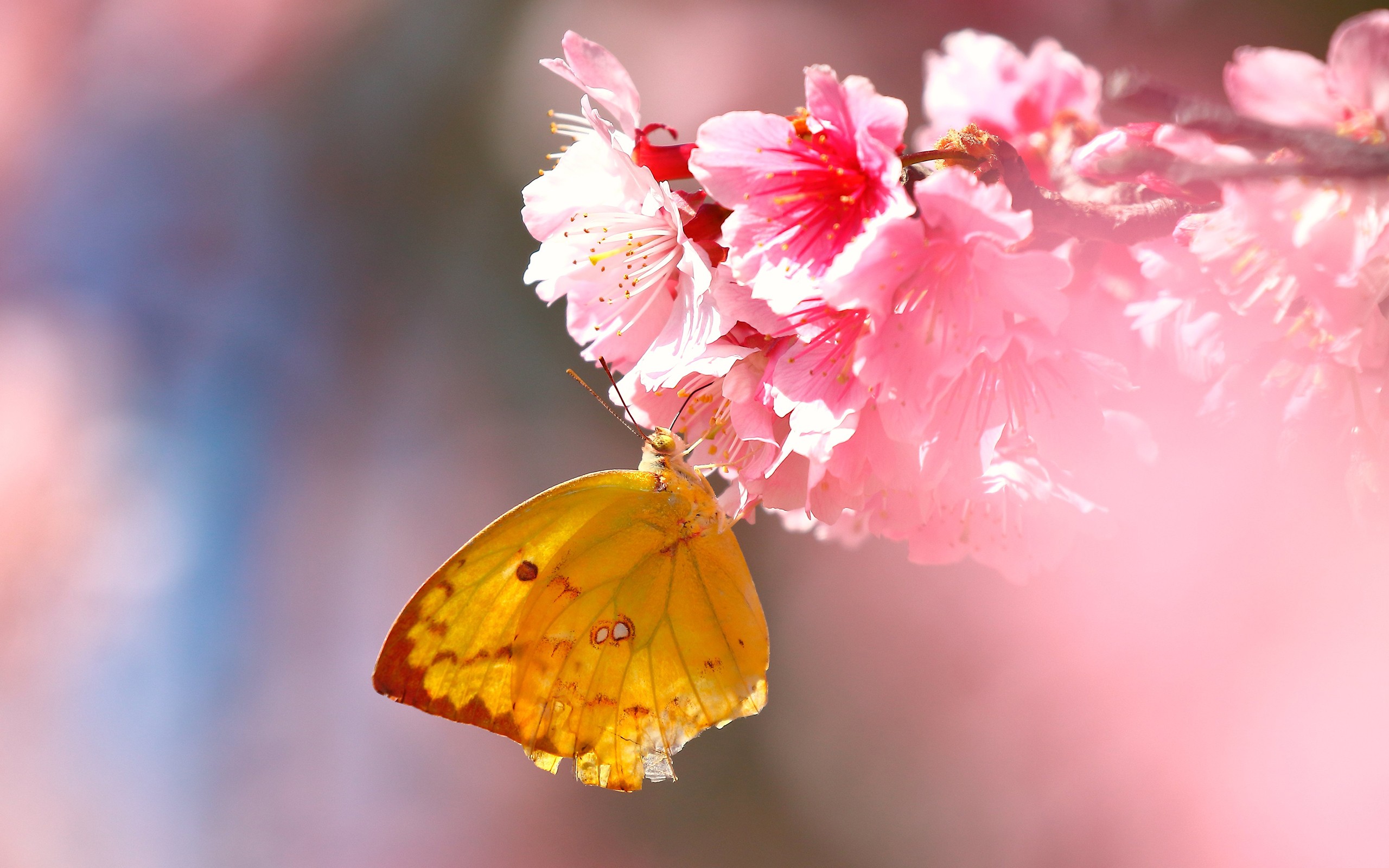 lepidoptera, Flowers, Macro, Pink Wallpaper