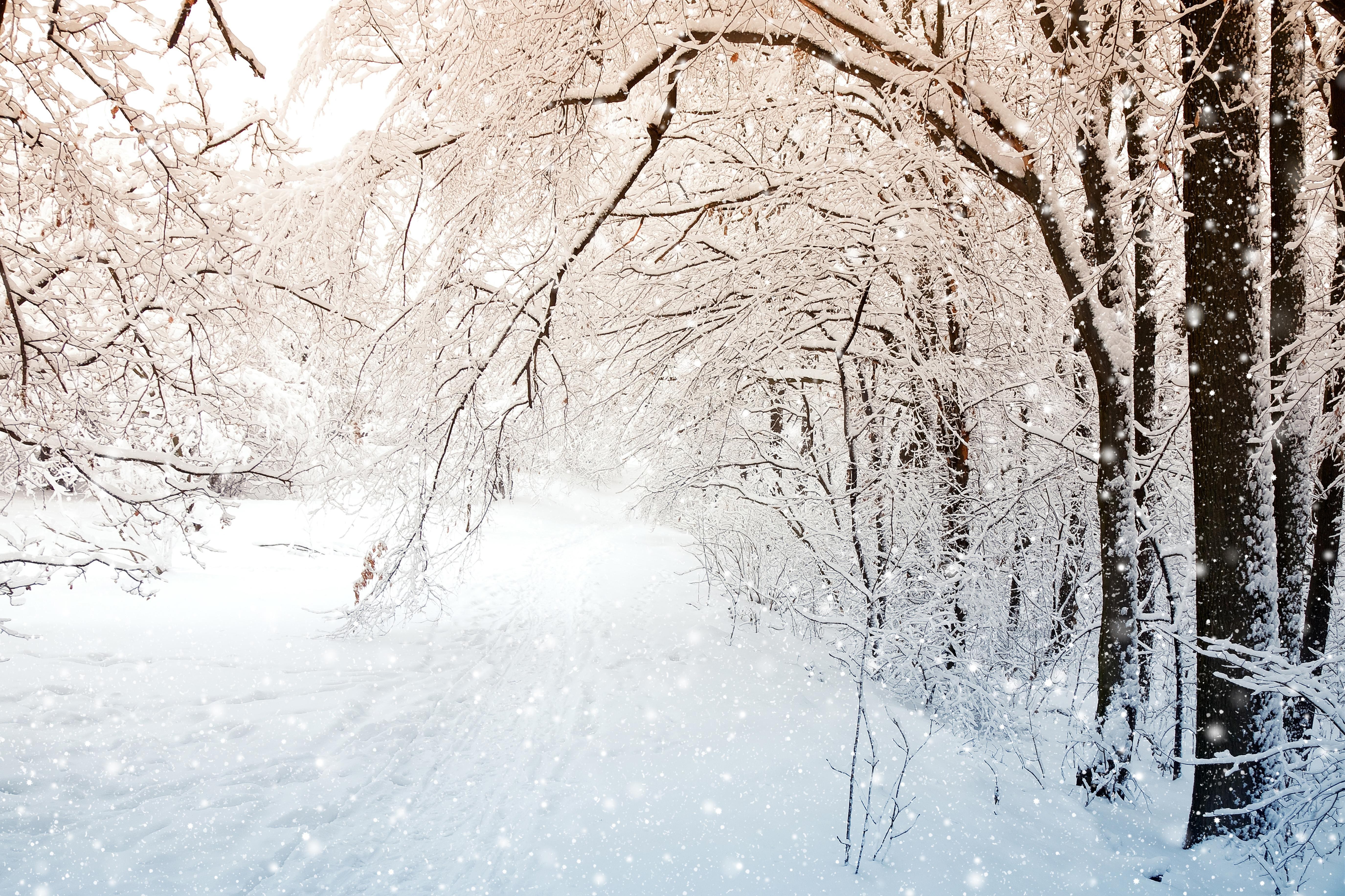 winter, Snow, Trees, Nature Wallpaper