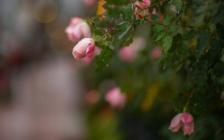 flowers, Rose, Plants, Macro, Dew HD Wallpaper Desktop Background